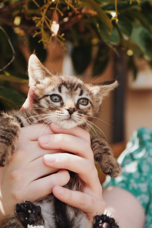 Котёнок Миша ищет дом или передержку 2