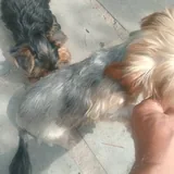Purebred Yorkshire Terrier, 2 months old 5