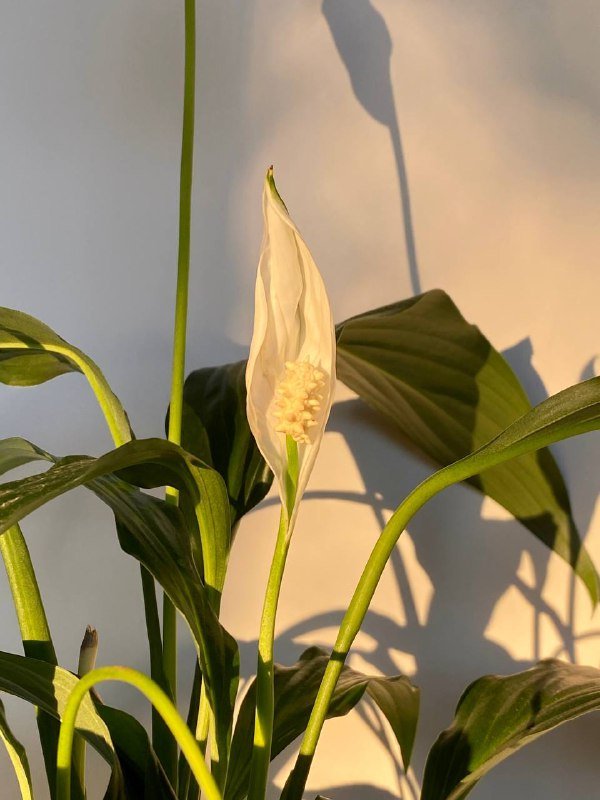 Спатифиллум (женское счастье) растение в прозрачном горшке 2