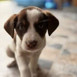 Male and female puppies 2