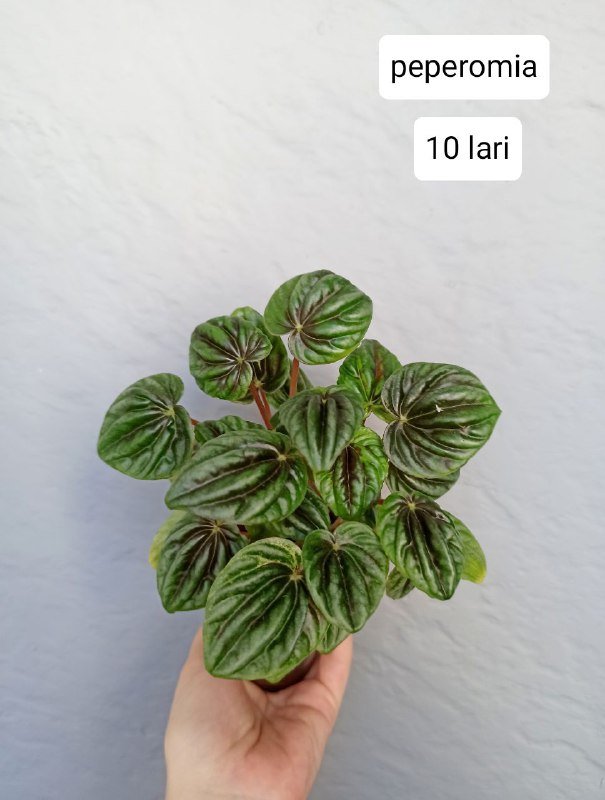 Комнатные растения 4