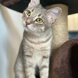 Котенок Алита 4