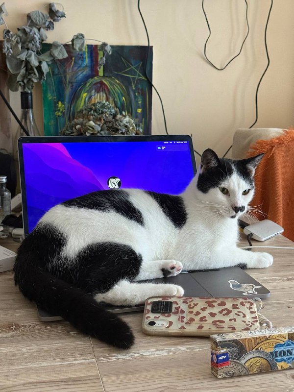 Молодой котик Бубенчик ищет дом