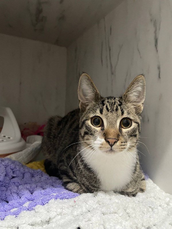 Котёнок Оливер ищет дом