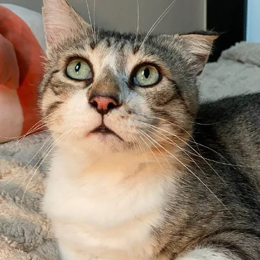 Кот Ломи