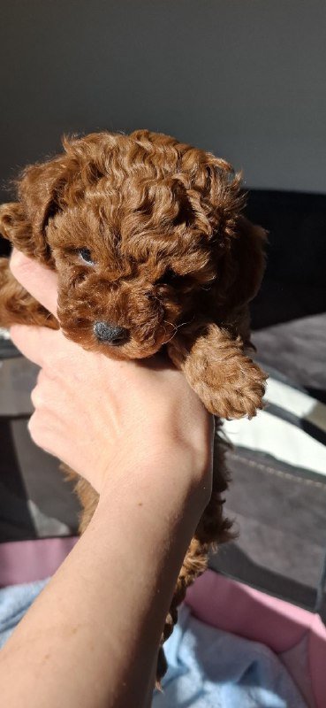 toy mini poodle