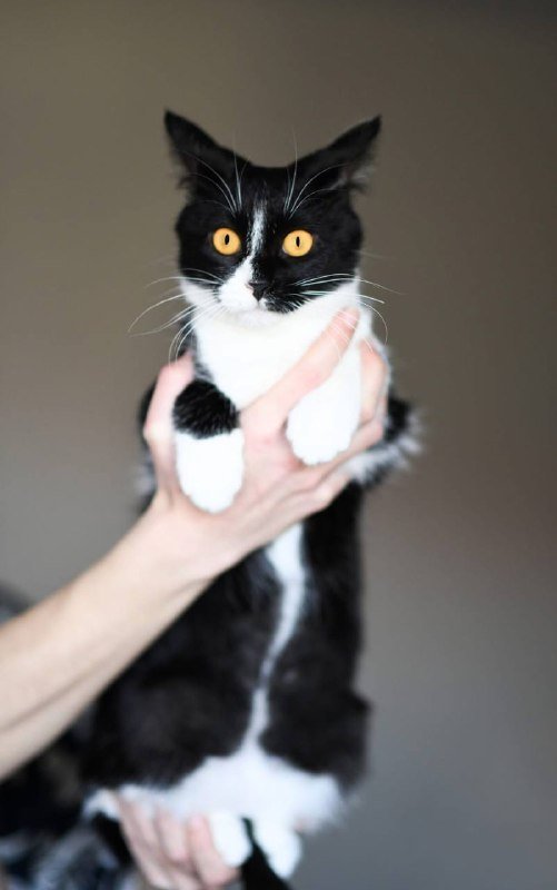 Котенок Малифисента 7 мес стерилизована вакцинирована 3