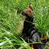 Бенгальский кот 2