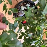 Комнатный острый перец 3