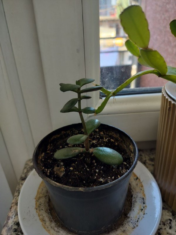 Каллизия ползучая, Пеперомия, Декабрист, Толстянка, Очиток краснокрашеный большой, Очиток маленький 7