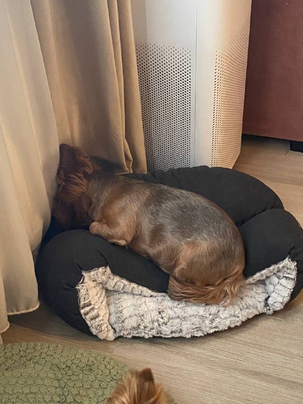 Лежанка для кошки или маленькой собачки 4