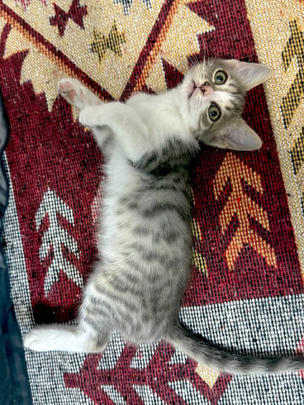 Котенок мальчик приучен к лотку 3