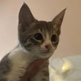 Кошечка 2
