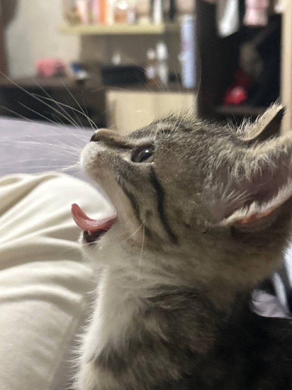 Котёнок Ричи ищет дом и хозяина