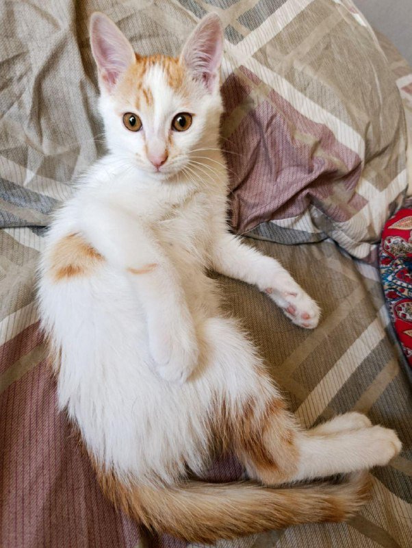 Котенок белый с рыжими пятнышками, 2 месяца 5