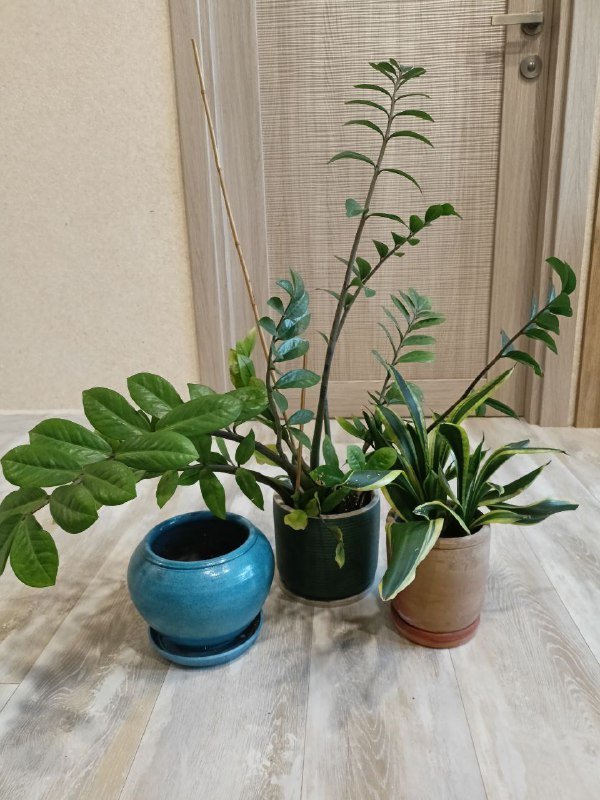 Комнатные цветы сансевиерия, замиокулькас с горшками