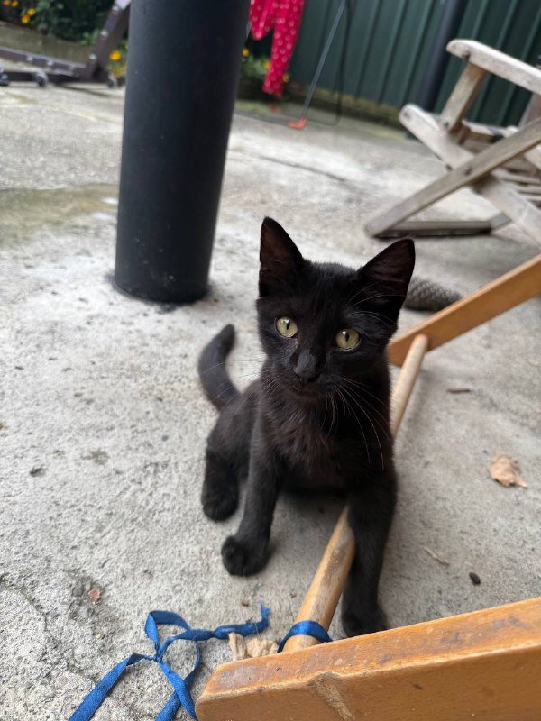 Котята брат и сестра в добрые руки 6