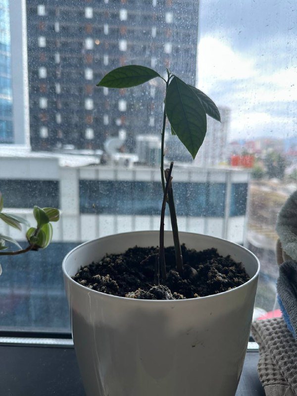 Кофейное дерево, Авокадо, хлорофитум, традесканция с горшками 3