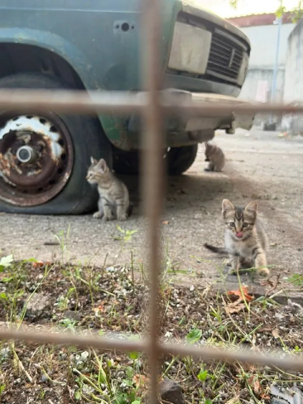 Котята 1