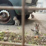 Котята 1