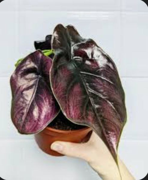 Клоны Monstera deliciosa mint и Alocasia azlanii 2