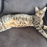 Cat Masha is looking for a home or foster care 2