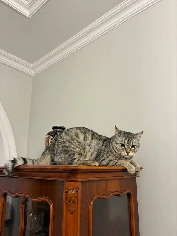 Кошка Моречке, 1 год, ищет дом 1
