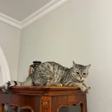 Кошка Моречке, 1 год, ищет дом 1