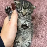 Котёнок ищет дом 1