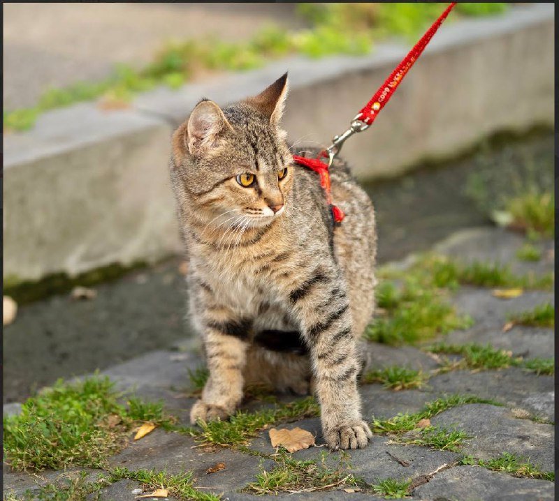 Котёнок тигрёнок в дар 3