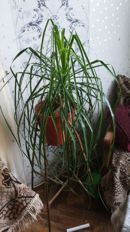 Драцена, Филодендрон, Хеппи лив, Диффенбахия, Аглаонема, Нолина, Сциндапсус, Монстера, Марбл квин, Сансевиерия 6