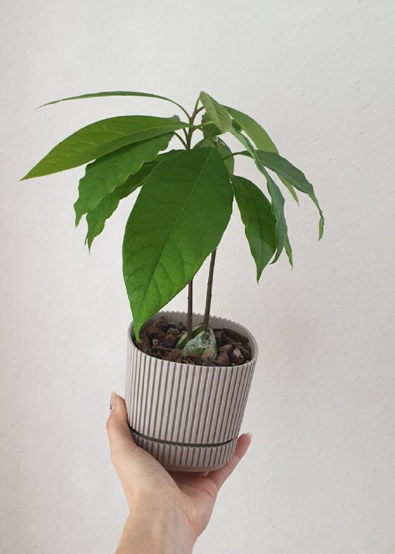 Молодое растение авокадо в горшке 3