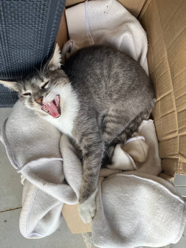 Кошка Слинки ищет дом 3