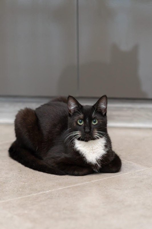 Кот Рома ищет дом