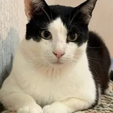 Тесла, котик 2