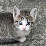 Котята 2