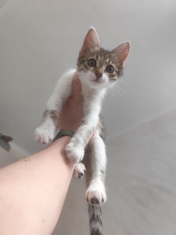 Котята Киси и Твиши ищут хозяев 8