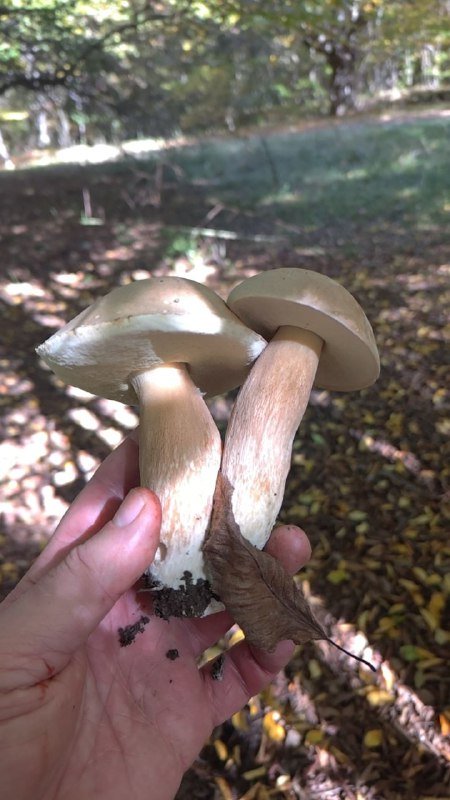 Белые и рыжики грибы из леса