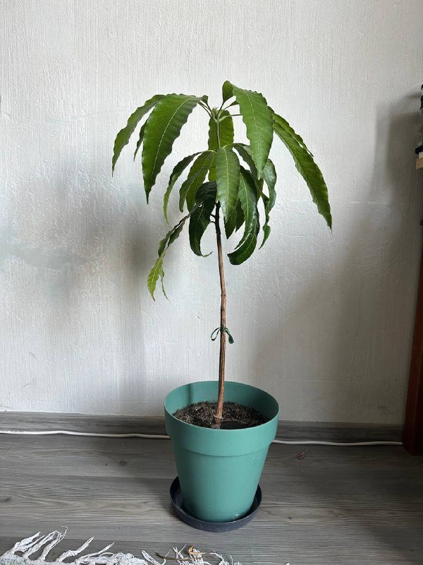 Дерево манго 80см в высоту