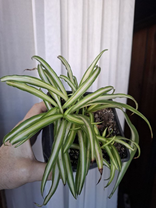 Сукуленты, филодендрон, хлорофитум, каланхоэ, папоротник, бананы 3