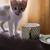 Рыжий котенок 5