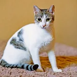 Кошка Орнелла 2