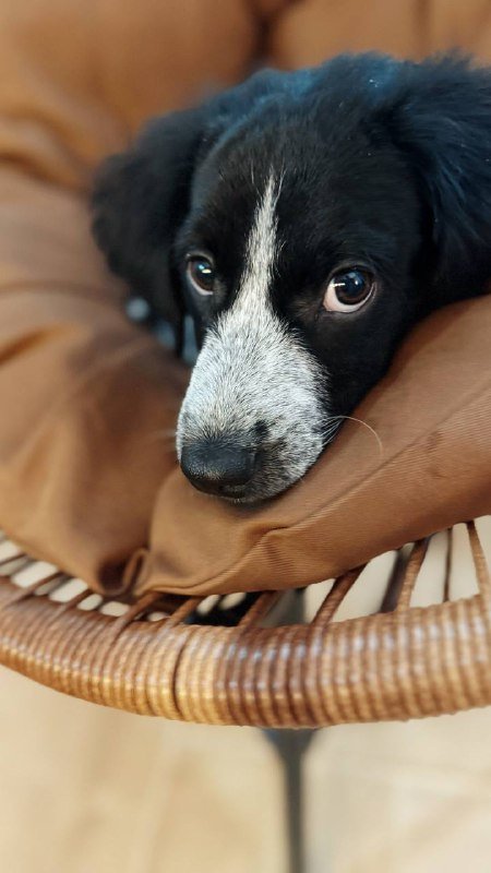 Щенок Макс с приданым ищет дом 2