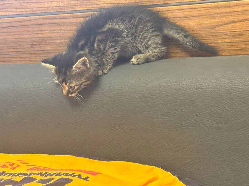 котенок ищет дом