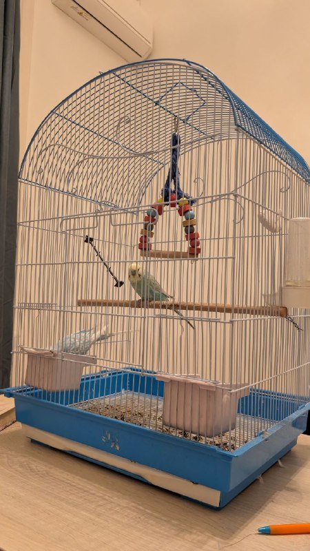 Волнистые попугайчики с клеткой 2