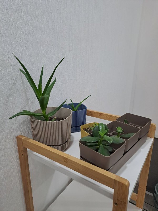 Крассула, Алоэ, Суккулент с грунтом и горшком