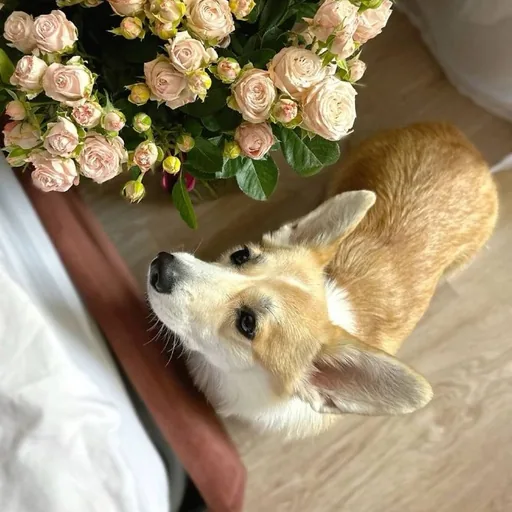 Щенок корги