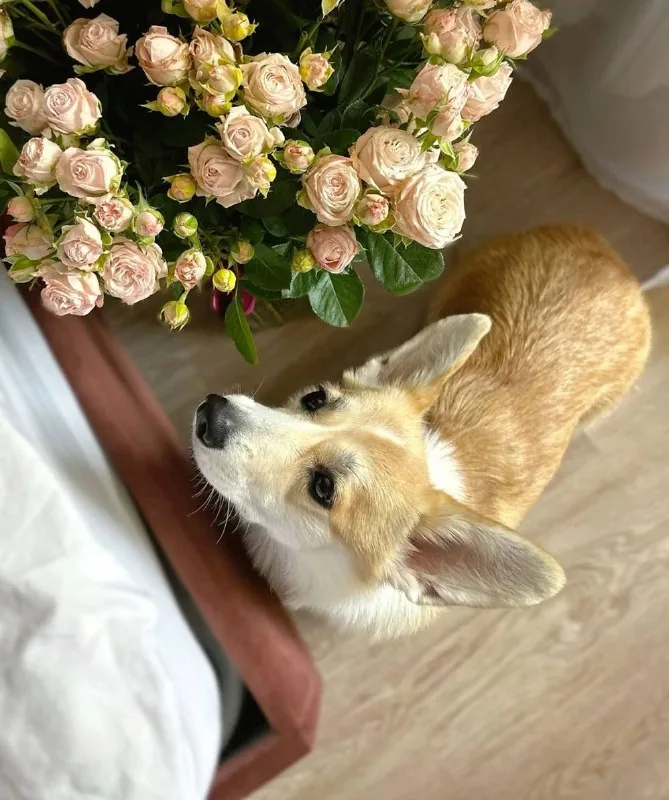 Щенок корги