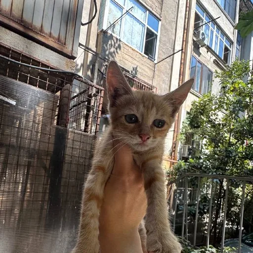 Котенок девочка
