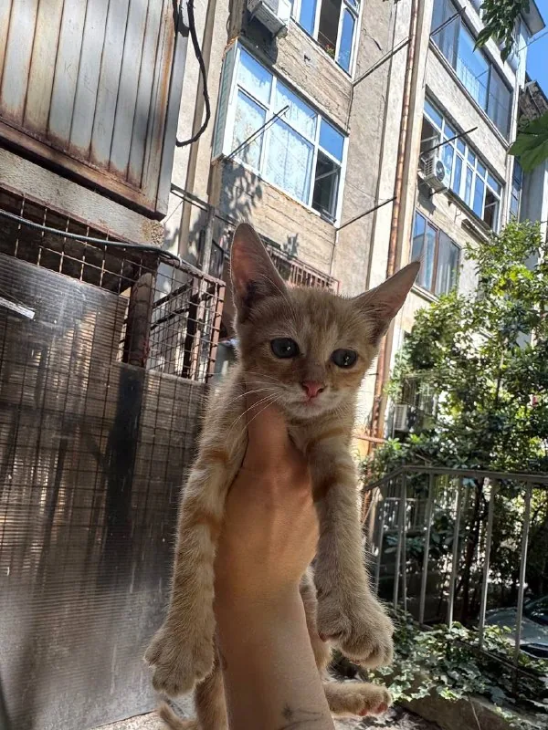 Котенок девочка 1